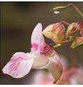 Impatience/Impatiens* Impatience/Impatiens*