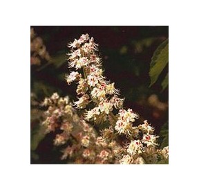 Marronnier Blanc/White Chestnut*