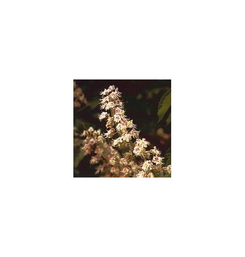 Marronnier Blanc/White Chestnut*