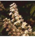 Marronnier Blanc/White Chestnut* Marronnier Blanc/White Chestnut*