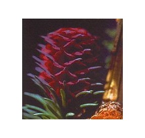 Mélèze/Larch*
