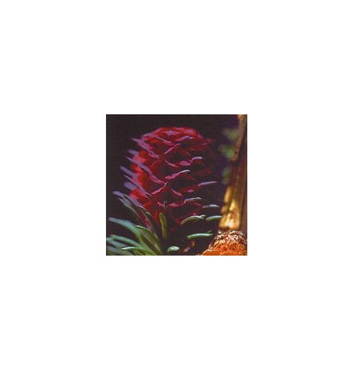 Mélèze/Larch*