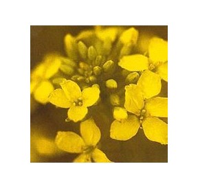 Moutarde/Mustard*