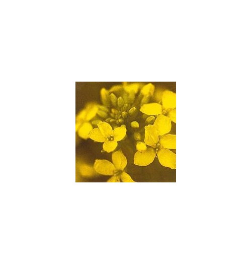 Moutarde/Mustard*