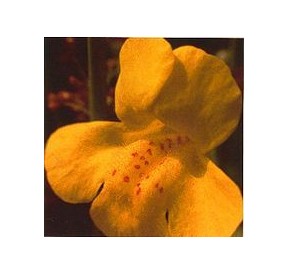 Muscade/Mimulus*