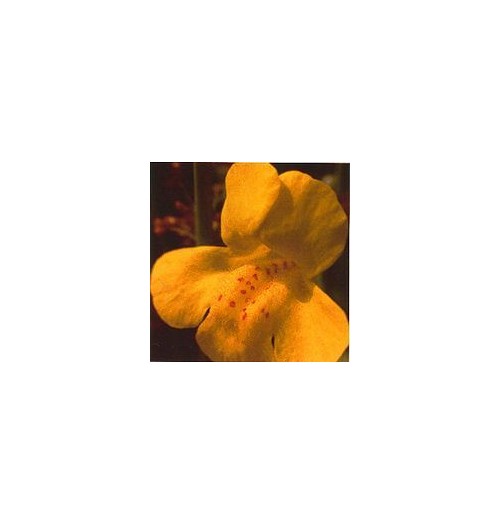 Muscade/Mimulus*