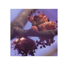 Orme/Elm*