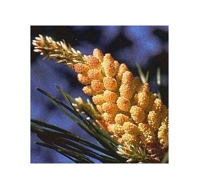 Pin sylvestre/Pine*