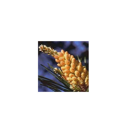Pin sylvestre/Pine*