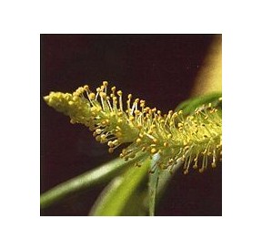 Saule/Willow*