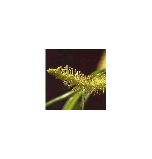 Saule/Willow*