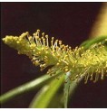 Saule/Willow* Saule/Willow*