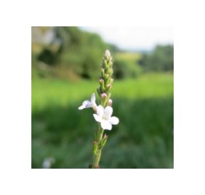 Verveine/Vervain*