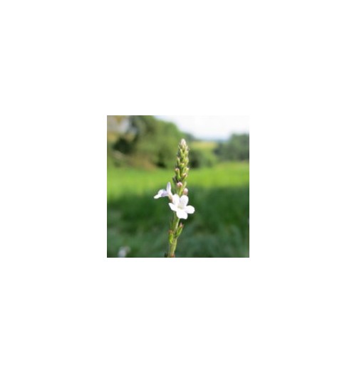 Verveine/Vervain*