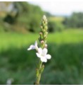 Verveine/Vervain* Verveine/Vervain*