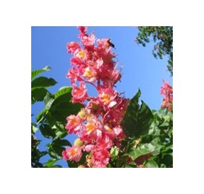 Marronnier Rouge/Red Chestnut*