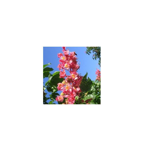 Marronnier Rouge/Red Chestnut*
